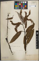 Foto von Salix acmophylla Boiss.